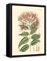 Floral Passion II-Samuel Curtis-Framed Stretched Canvas