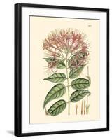 Floral Passion II-Samuel Curtis-Framed Art Print