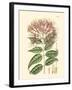 Floral Passion II-Samuel Curtis-Framed Art Print