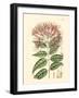 Floral Passion II-Samuel Curtis-Framed Art Print