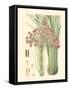 Floral Passion III-Samuel Curtis-Framed Stretched Canvas