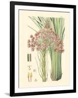 Floral Passion III-Samuel Curtis-Framed Art Print