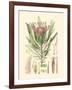 Floral Passion IV-Samuel Curtis-Framed Art Print