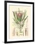 Floral Passion IV-Samuel Curtis-Framed Art Print