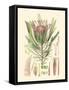 Floral Passion IV-Samuel Curtis-Framed Stretched Canvas