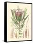 Floral Passion IV-Samuel Curtis-Framed Stretched Canvas