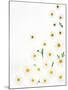 Floral Pattern on White Surface-null-Mounted Photographic Print