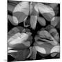 Floral Petals Upon Petals-Winfred Evers-Mounted Photographic Print