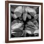Floral Petals Upon Petals-Winfred Evers-Framed Photographic Print