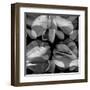 Floral Petals Upon Petals-Winfred Evers-Framed Premium Photographic Print