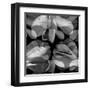 Floral Petals Upon Petals-Winfred Evers-Framed Premium Photographic Print