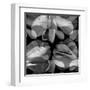 Floral Petals Upon Petals-Winfred Evers-Framed Premium Photographic Print