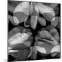 Floral Petals Upon Petals-Winfred Evers-Mounted Premium Photographic Print