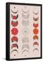 Floral Phases of the Moon-Trends International-Framed Poster