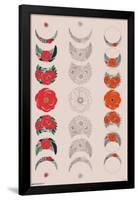 Floral Phases of the Moon-Trends International-Framed Poster