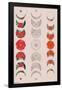 Floral Phases of the Moon-Trends International-Framed Poster