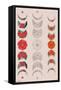 Floral Phases of the Moon-Trends International-Framed Stretched Canvas