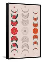 Floral Phases of the Moon-Trends International-Framed Stretched Canvas
