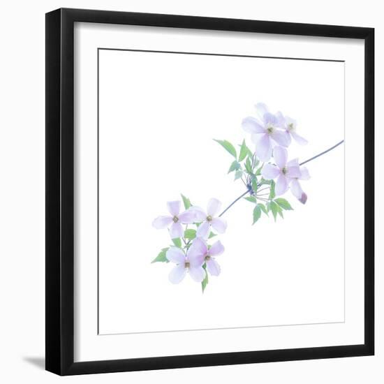 Floral Polka-Jacob Berghoef-Framed Photographic Print