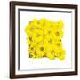 Floral Pop II-Donnie Quillen-Framed Art Print