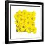 Floral Pop II-Donnie Quillen-Framed Art Print