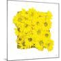 Floral Pop II-Donnie Quillen-Mounted Art Print