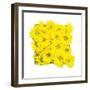 Floral Pop II-Donnie Quillen-Framed Art Print