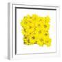 Floral Pop II-Donnie Quillen-Framed Art Print