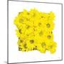 Floral Pop II-Donnie Quillen-Mounted Art Print