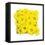 Floral Pop II-Donnie Quillen-Framed Stretched Canvas