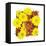 Floral Pop III-Donnie Quillen-Framed Stretched Canvas