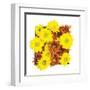 Floral Pop III-Donnie Quillen-Framed Art Print