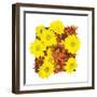 Floral Pop III-Donnie Quillen-Framed Art Print