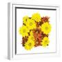 Floral Pop III-Donnie Quillen-Framed Art Print