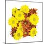 Floral Pop III-Donnie Quillen-Mounted Art Print