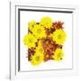 Floral Pop III-Donnie Quillen-Framed Art Print