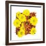 Floral Pop III-Donnie Quillen-Framed Art Print