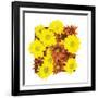 Floral Pop III-Donnie Quillen-Framed Art Print