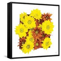 Floral Pop III-Donnie Quillen-Framed Stretched Canvas