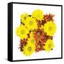 Floral Pop III-Donnie Quillen-Framed Stretched Canvas