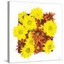 Floral Pop III-Donnie Quillen-Stretched Canvas