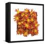 Floral Pop IV-Donnie Quillen-Framed Stretched Canvas