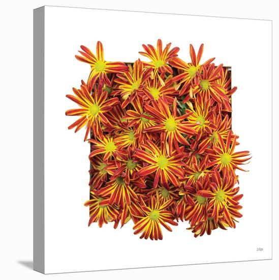 Floral Pop IV-Donnie Quillen-Stretched Canvas