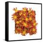 Floral Pop IV-Donnie Quillen-Framed Stretched Canvas