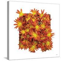 Floral Pop IV-Donnie Quillen-Stretched Canvas