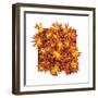 Floral Pop IV-Donnie Quillen-Framed Art Print