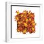 Floral Pop IV-Donnie Quillen-Framed Art Print