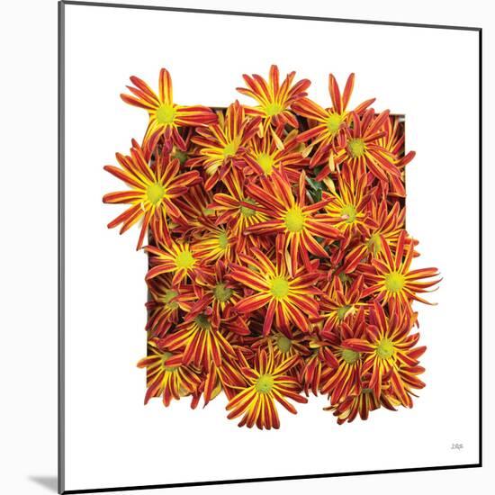 Floral Pop IV-Donnie Quillen-Mounted Art Print