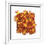 Floral Pop IV-Donnie Quillen-Framed Art Print