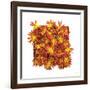 Floral Pop IV-Donnie Quillen-Framed Art Print